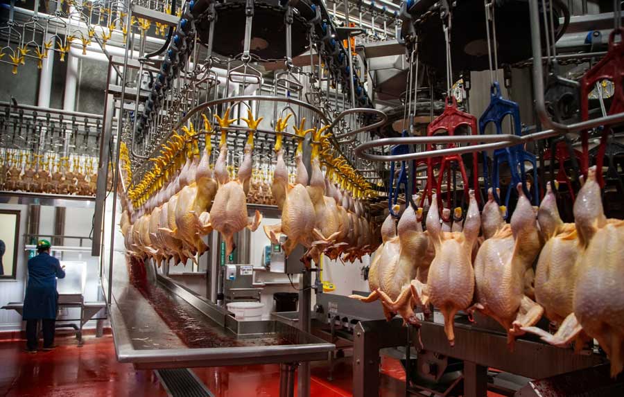 طرح توجیهی کشتارگاه صنعتی مرغ ⭐️ 0 تا 100 براورد هزینه و سود