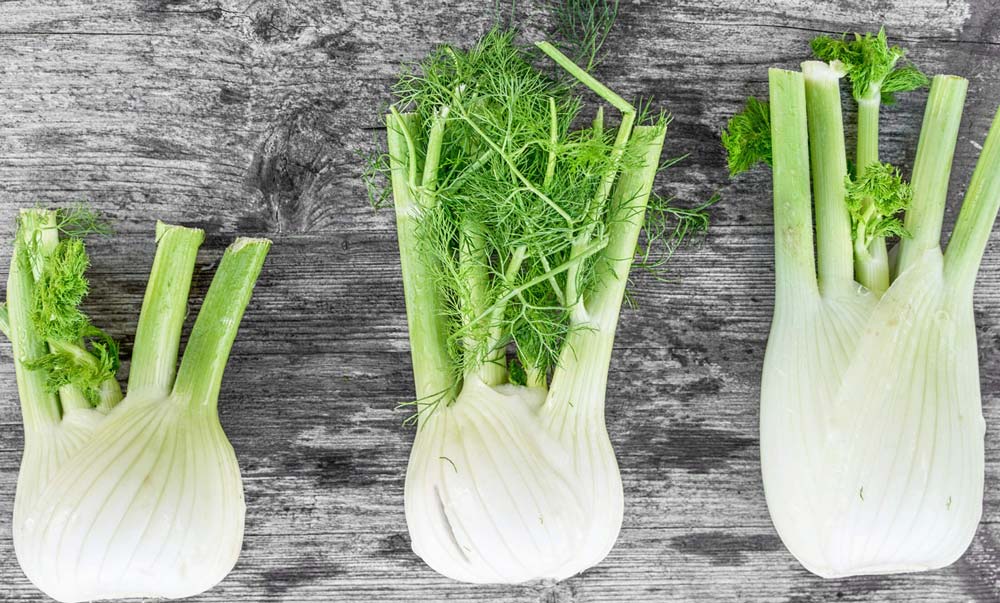 фенхель овощной сопрано. укроп с корешками. укроп. фенхель корень. фенхель овощной бачата.